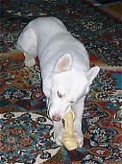 Вид спереди - чисто-белая собака сибирского хаски, лежащая на ковре, кусающая сыромятную кость, которая находится между ее передними лапами.