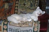 Чисто бели сибирски хаски спава на руци кауча.