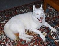 Вид сверху на чисто-белого сибирского хаски, лежащего на ковре. Он смотрит вверх, его рот открыт, и похоже, что он улыбается.