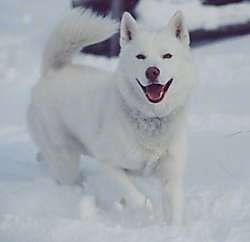 Чисто белый сибирский хаски бежит по снегу с открытой пастью, смотрящей вперед, и, похоже, улыбается. У него черные глаза.