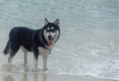 Мокрый черный с белым сибирский хаски стоит на краю пляжа и в начале водоема. Его рот открыт, его язык высунут, и он смотрит вперед. Собака похожа на волка.