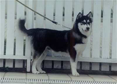 Правая сторона черно-белого щенка сибирского хаски, который стоит на тротуаре перед белым частоколом и смотрит вперед. Собака похожа на волка.