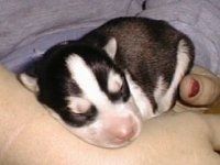 Крошечный новорожденный черно-белый щенок сибирского хаски лежит в руках человека.