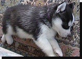 На коврике спит крохотный черно-белый щенок сибирского хаски, а под ним диванчик.