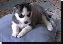 Вид спереди сбоку - маленький черно-белый щенок сибирского хаски лежит на синей подушке, он смотрит вниз и вправо.