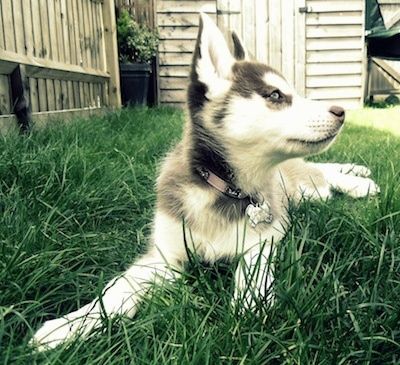 Вид спереди - черный, серый и белый щенок сибирского хаски лежит в траве, он смотрит вверх и вправо. У щенка голубые глаза.