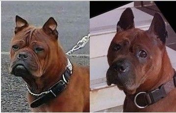 سرخ رنگ کے کتے کا زیادہ گول سر کے ساتھ گولی مار دی گئی اور اس کے خاکے اور چوبنے کانوں والے سرخ رنگ کے کتے کے ساتھ زیادہ جھرریوں کے ساتھ چہرے کو پیچھے دھکیل دیا گیا