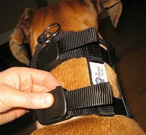 Uždaryti - asmuo užfiksuoja spaustuką, uždarytą ant Illusion Dog treniruotės antkaklio, kurį dėvi rudas boksininkas.