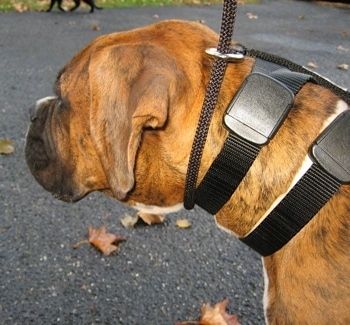 Uždaryti - kairioji rudos spalvos juostos „Boxer“ pusė, dėvinti „Illusion Dog“ dresavimo antkaklį