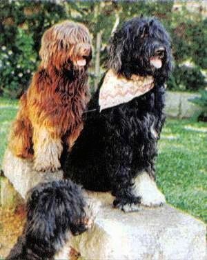 Apropiere - Un câine de apă portughez negru strălucitor este așezat pe o podea din lemn de esență tare și privește în sus.