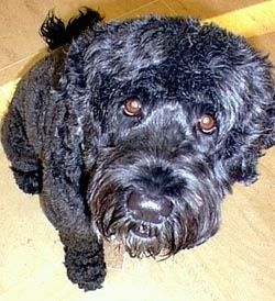 Ein wellenförmig beschichteter schwarzer portugiesischer Wasserhund liegt auf einer Betonoberfläche und dahinter befindet sich eine große Felsoberfläche. Sein Mund ist offen und die Zunge ist heraus. Es schaut nach links.