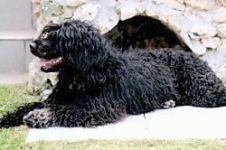 sol Profil - Kum üzerinde yarı tıraşlanmış ve yukarı ve sola bakan kahverengi bir Portekiz Su Köpeği. Ağzı açık ve dili dışarıda. Ön yarısında daha uzun tüyleri vardır ve arka ucu çok kısa traş edilmiştir.