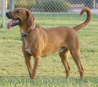 Leva stran Redbone Coonhound-a, ki stoji na travi in ​​gleda v levo. Njegova usta so odprta, jezik pa zunaj, dolg rep pa zvit v krog.