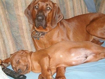 Redbone Coonhound leži na kavču za spečim psičkom Redbone Coonhounda. Pred glavo mladičev je TV daljinec.