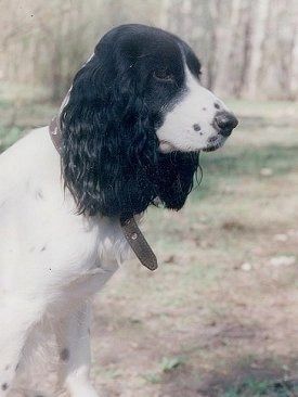 Sidovy - Den övre halvan av en vit med svart rysk spanielhund med långa droppiga öron som sitter i gräset och ser till höger.