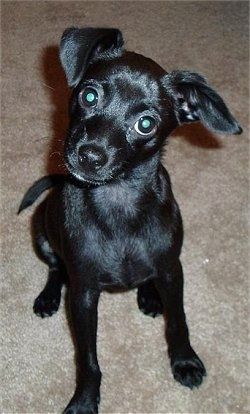 Cận cảnh phía trước - Một con Taco Terrier đen, được tráng sáng bóng đang ngồi trên thảm, nó đang nhìn về phía trước và đầu nghiêng về bên phải. Nó có đôi mắt to tròn và một tai gập về phía trước và một tai gập sang một bên.