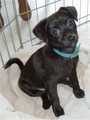 Vooraanzicht - De glanzende vacht, rechterkant van een zwarte Taco Terrier-puppy die op een deken zit. Hij kijkt vooruit en zijn hoofd is achterover gekanteld. Het heeft grote ronde ogen, een zwarte neus, een kleine snuit en kleine pootjes.