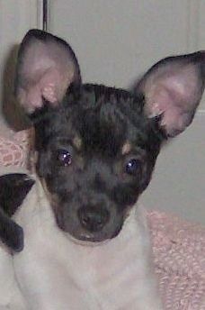Nærbilde hodeskudd - En hvit og svart med brun Taco Terrier-valp som ligger på toppen av et rosa strikketeppe og ser frem. Den har brede perk ører.