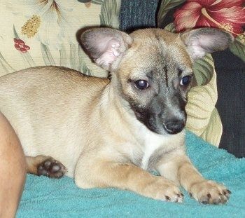 Η μπροστινή δεξιά πλευρά ενός μαύρου με μαύρο και άσπρο κουτάβι Taco Terrier που βρίσκεται σε μια πετσέτα σε έναν καναπέ, κοιτάζει προς τα δεξιά και στα αριστερά του είναι ένα άτομο που κάθεται στον καναπέ. Ο σκύλος έχει ένα μικρό μυτερό ρύγχος, μια μαύρη μύτη, σκούρα μάτια, ένα σκοτεινό ρύγχος και αυτιά που ξεχωρίζουν στις πλευρές που ξεχωρίζουν.