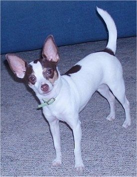 Den främre vänstra sidan av en trefärgad Taco Terrier-hund med choklad som står över en heltäckningsmatta. Den ser framåt och huvudet lutar åt vänster. Hunden har långa ben, en svans som är uppe i luften och stora perk öron. Dess ögon är breda och bruna, näsan är brun och har en spetsig munkorg.