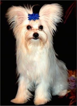 سفید مالٹیم پوم کتے والا ایک ٹین صوفے پر بیٹھا ہے اور اس نے سر کے اوپر نیلے رنگ کا دخش پہنا ہوا ہے۔ اس کے کانوں پر جھپکتی ہے۔