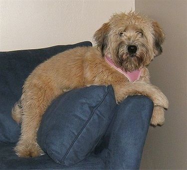 Prawa strona opalenizny z czarnym Soft Coated Wheaten Terrier leżącym na poręczy niebieskiej kanapy. Nie może się doczekać i ma różowy przedmiot na szyi.