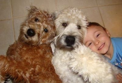 Widok z góry na dwa Soft Coated Wheaten Terrier leżące na plecach, a po prawej z psami leży dziecko.