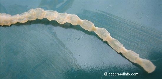 Крупным планом - передние сегменты прозрачного плоского ленточного червя.