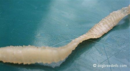 Крупным планом - сегменты прозрачного плоского ленточного червя.