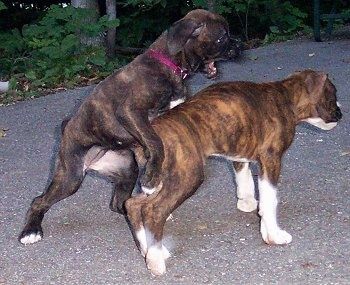 روزی باکسر کتے دوسرے باکسر کے کتے ایجیکس پر کود کر پلے ٹائم کی شروعات کررہے ہیں