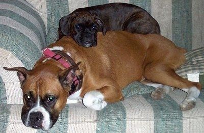 Rosie the Boxer Welpe liegt auf Sadie the Boxer auf einer Couch