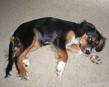 Трехцветный щенок кокалера Регал лежит на боку на ковре