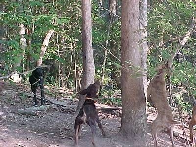 네 마리의 케머 스톡 잡종 다람쥐 개가 숲 속 나무 꼭대기에있는 동물을 둘러싸고 짖고 있습니다.
