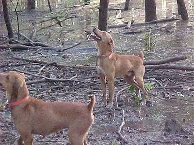 Två solbränna med vita Kemmer Stock Hybrid Ekorrehundar står i skogen på smuts med pinnar överallt och letar upp ett träd