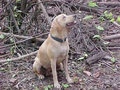 Желто-коричневая гибридная беличья собака Кеммера сидит перед грудой засохших веток деревьев, глядя вверх и влево.