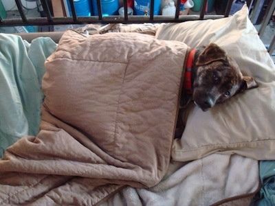Šiltas „Labrabull“ šuo guldomas į lovelę ant pagalvės, ant kurios yra antklodė.