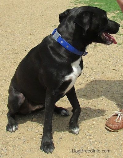 Juodas su baltu „Labrabull“ šuo dėvi mėlyną antkaklį, sėdintį purve, o šalia jo yra žmogus, avintis rudą avalynę. Jos burna yra atvira, o liežuvis - ne. Jos galva pasukta į dešinę.