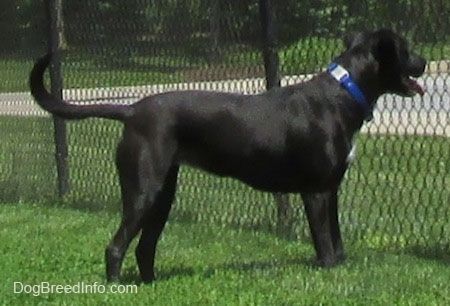 Juodas su baltu „Labrabull“ šuo dėvi mėlyną antkaklį, stovintį žolėje, žiūrėdamas per grandinės grandinę. Jo burna yra atvira, o liežuvis - ne