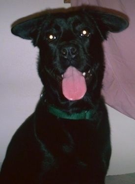 Viršutinio kūno vaizdas iš priekio - juodas labrabull šuo dėvi žalią antkaklį, o liežuvis kabo sėdėdamas priešais baltą sieną, o viršutiniame dešiniajame kampe - rausva antklodė.