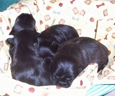 Juodos vados su baltais „Malti-Pug“ šuniukais miega tarpusavyje krepšelyje, išklotame geltona antklode, ant kurios yra šuns kaulo atspaudai.