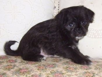 Juodas su baltu „Malti-Pug“ šuniukas sėdi ant gėlių rašto sofos. Jo kūnas nukreiptas į dešinę, o galva pasukta į kairę.