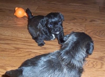Vados draugai - ant kietmedžio grindų žaidžia du juodi su baltais „Malti-Pug“ šuniukai. Už jų slypi oranžinis žaislas.