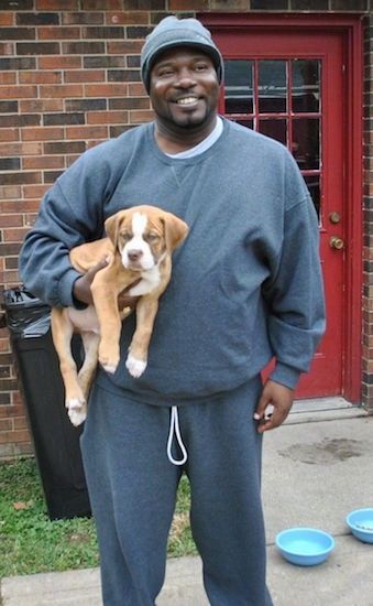 Una persona in una tuta grigia sta tenendo un cucciolo di Bulldog rosso-tigre sotto le braccia.