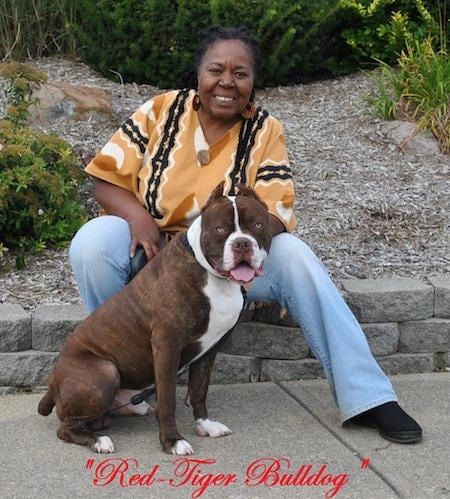 Một người phụ nữ mặc áo sơ mi đen trắng màu cam đang ngồi trên một bức tường đá ngắn và một con chó Bulldog Hổ Đỏ đang ngồi trước mặt cô ấy. Bulldog đang mong chờ. Từ -
