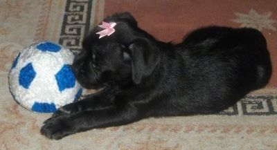De linkerkant van een zwarte Schnug-puppy met een roze lint om zijn kop. Er staat een wit met blauw pluche voetbal voor.