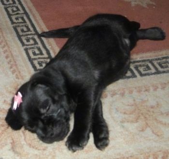 Mažas juodas „Schnug“ šuniukas, ant kurio galvos yra rausva juosta, miega dešinėje pusėje ant kilimo.