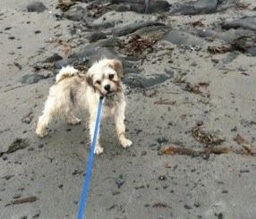 Вид сбоку - загар с черным щенком Шнуга стоит на пляже на синем поводке и смотрит вперед. Его голова наклонена влево.