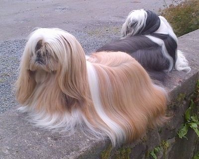 Крупным планом, голова собаки смотрит вправо - ухоженный длинношерстный, черный с белым и коричневым ши-тцу стоит на полотенце, с двумя розовыми лентами в волосах.