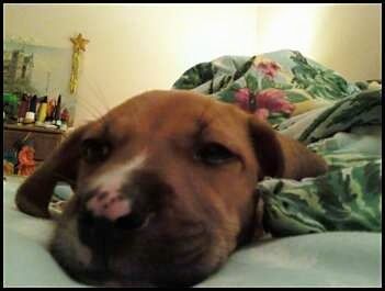 Primer pla: Xena, el cadell Bogle, estirat sobre un llit cobert de fundes de color verd menta