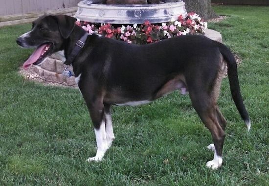 Sidevisning - en svart med hvit og brunbrun hund som står ut i gresset mot venstre foran et rundt blomsterbed med fargerike blomster i. Hunden har på seg en svart krage, halen henger lavt og ørene er v-formede og henger ned til sidene.